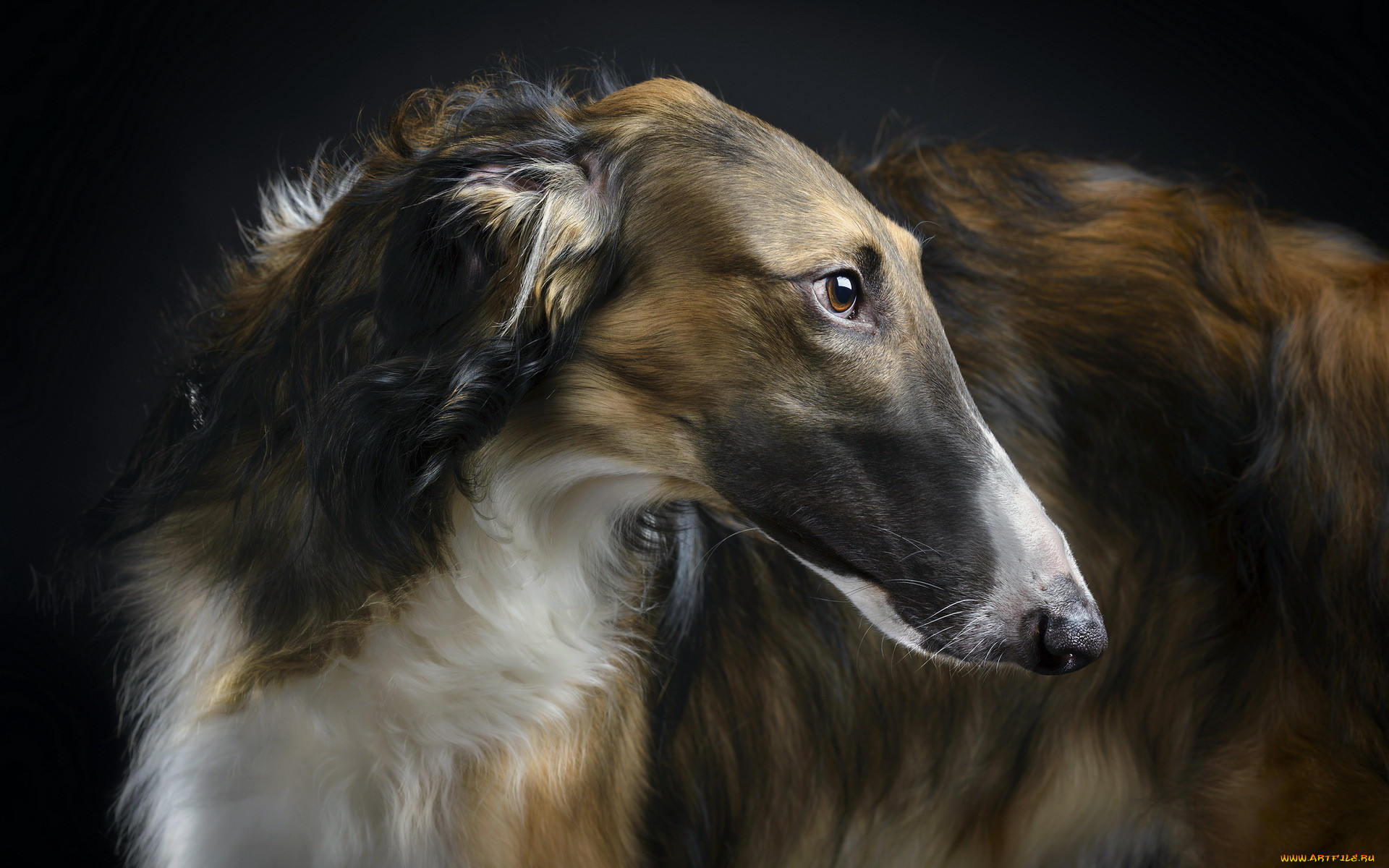 , , borzoi, beauty